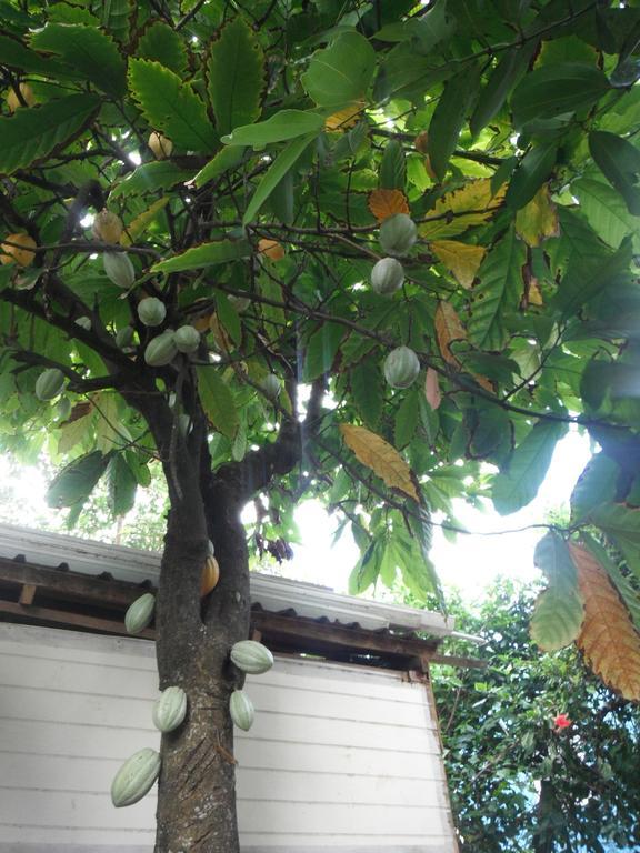 多米尼加克拉斯克国际酒店 Marigot 客房 照片
