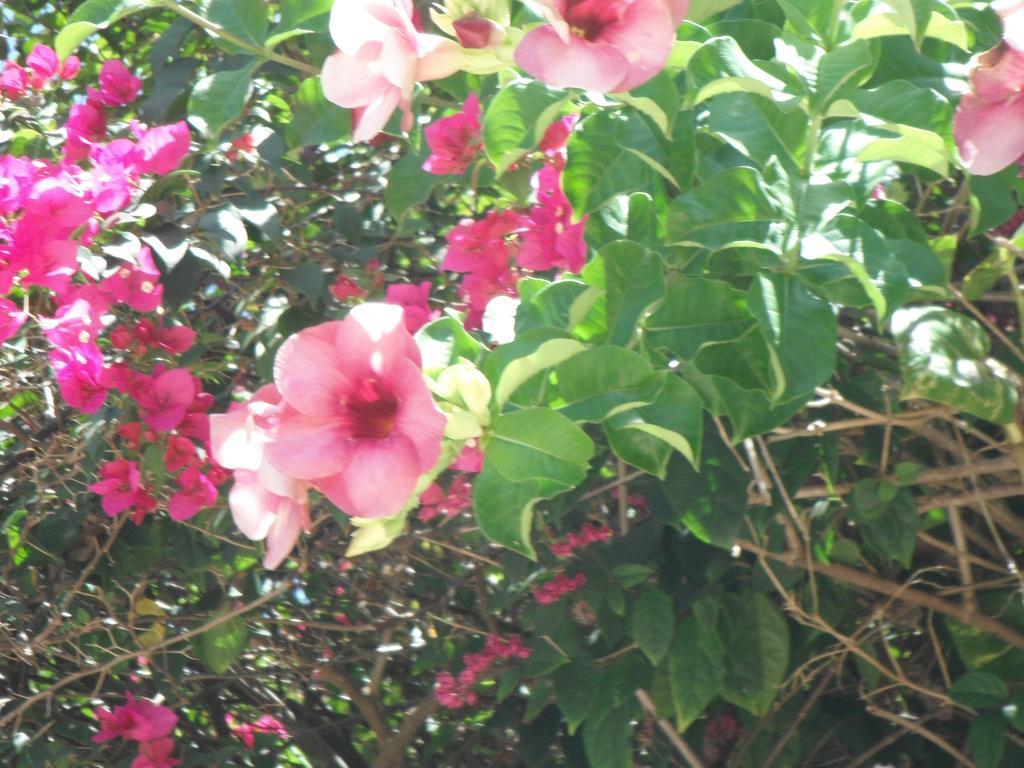 多米尼加克拉斯克国际酒店 Marigot 客房 照片