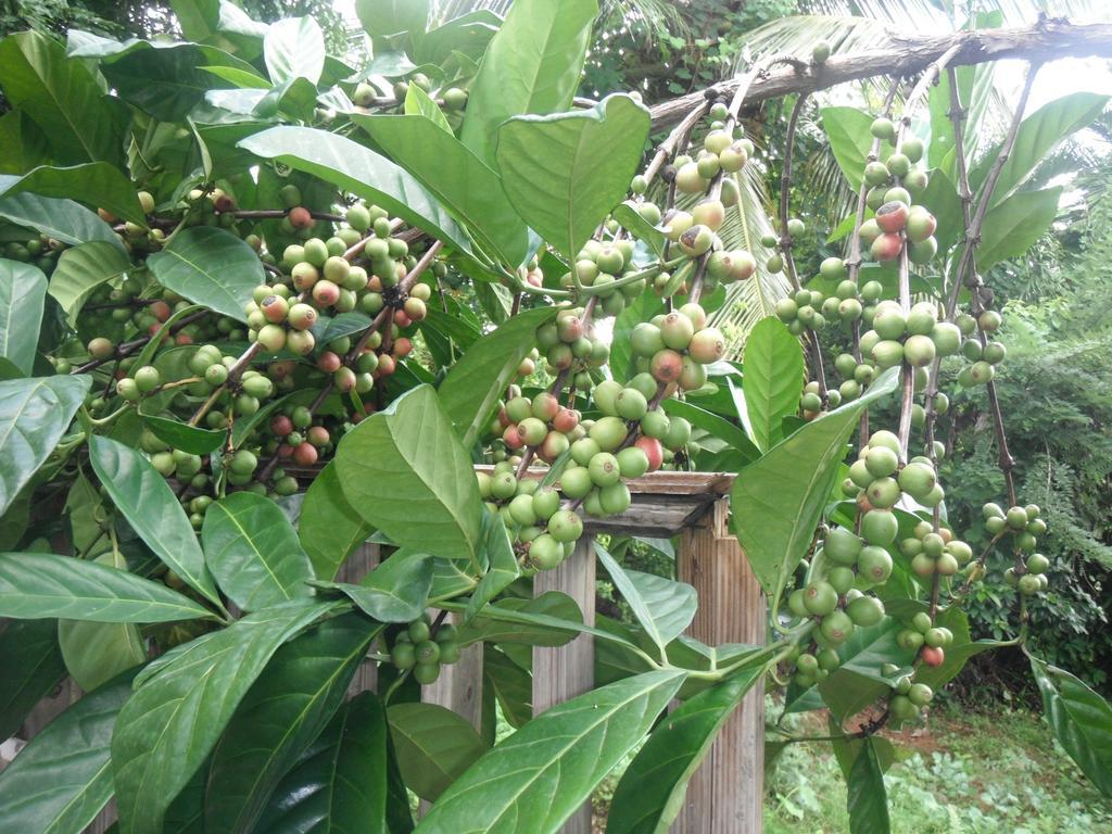 多米尼加克拉斯克国际酒店 Marigot 客房 照片